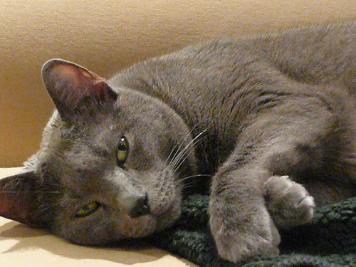 [2041615809_e2d4cf5b00.jpg]