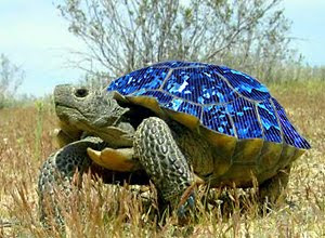 solar tortoise