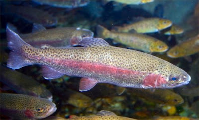 biologia-marina-e-non-solo-la-trota-iridea