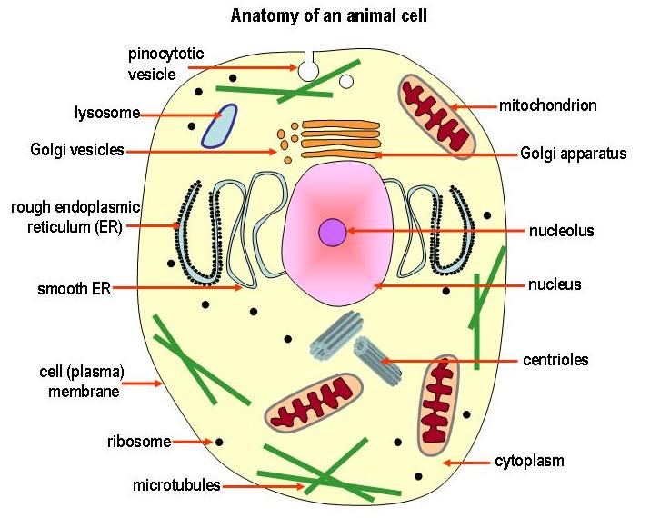 Cell Biology