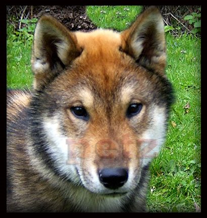 [SHIKOKU+inu+a345.jpg]