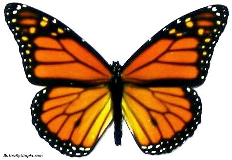 http://3.bp.blogspot.com/_FNASWhn0y1w/S7TkV6G1IMI/AAAAAAAAE8o/-qYjPaKpC9o/s1600/monarch_butterfly.jpg