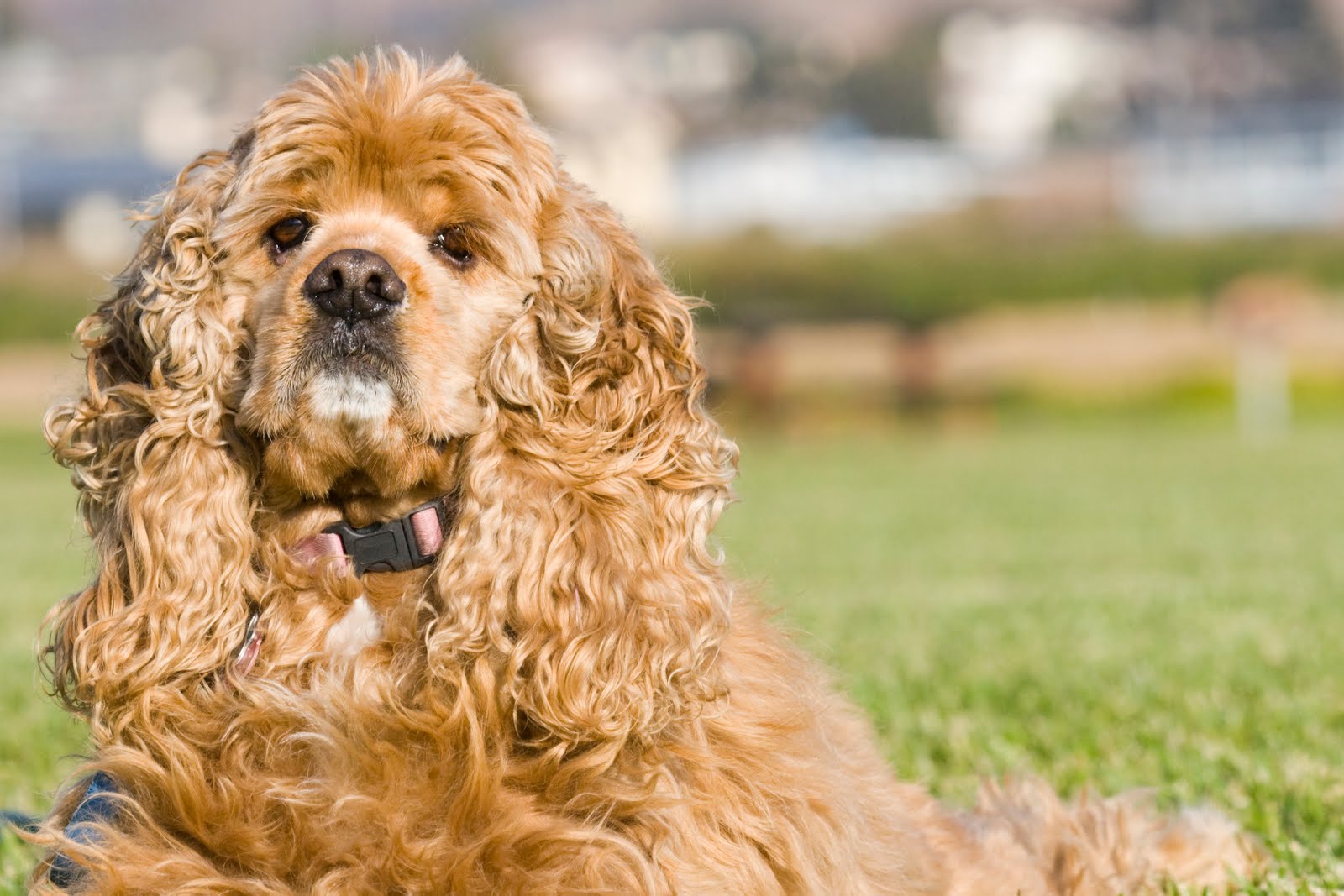 https://3.bp.blogspot.com/_FNQgkfCwYxs/TAeSKVdItHI/AAAAAAAAByo/LMudHxexO-I/s1600/American+Cocker+Spaniel+photo.jpg