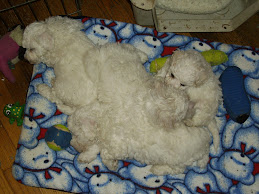 Promise puppies at 6 weeks