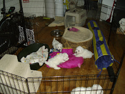 Puppy Pen