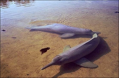 amazonian dolphins
