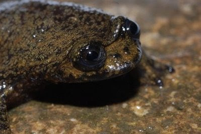 Indonesian frog