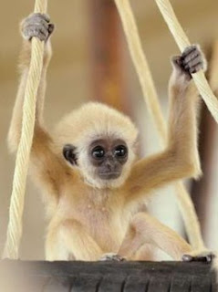 Animal: baby gibbon, monkey.