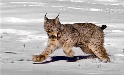 Animal: a female Canadian lynx