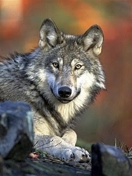 animals; gray wolf: pets