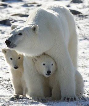 polar bears animals pets