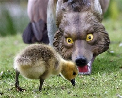 Animals and Pets: gosling and coyote