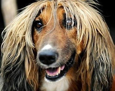 Pets: Afghan hound.