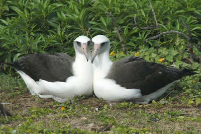 Animals: albatross.