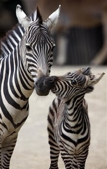 Animals: female zebra.