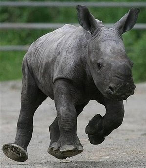 Animals: white rhinoceros.