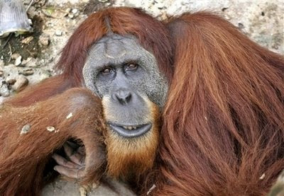 Animals: sumatran orangutan.