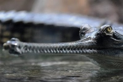 Animals: indian gharial crocodile.