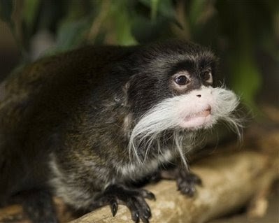 Animals: Emporer Tamarin monkey.