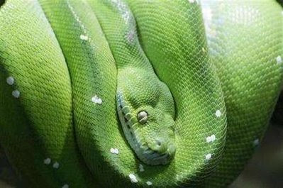 Animals: python.