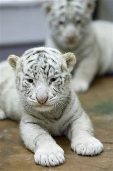 Animals: tigers Cubs.