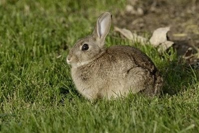 Pet rabbit.