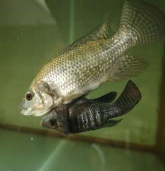 Nile Tilapia fish
