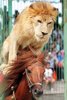 Animal: lion.
