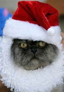 Pet: cat Santa Claus.
