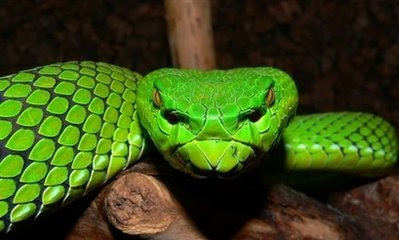 Animal: gumprechts green pitviper.