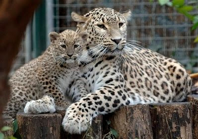 Animals: persian leopards
