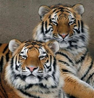 Animals: amur tigers