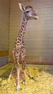Animal: giraffe.