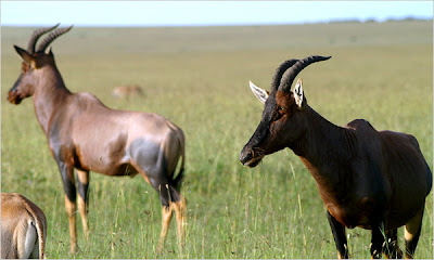 A male topi antelope trying to keep a female around by pretending a predator is near for sex.
