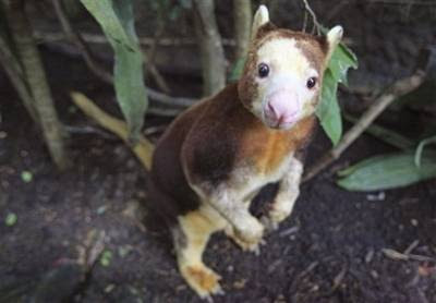 animals: Matschie's Tree Kangaroo.