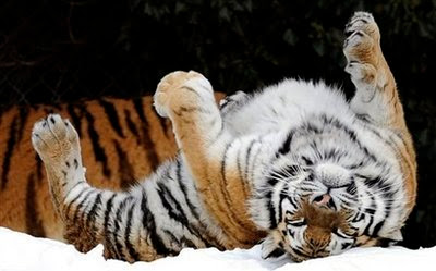 Animal: Siberian Tiger.