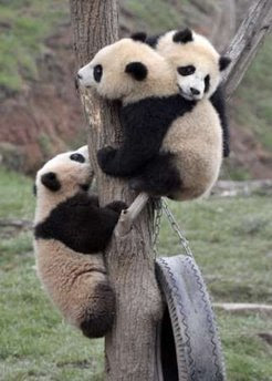 Animals: Panda cubs.
