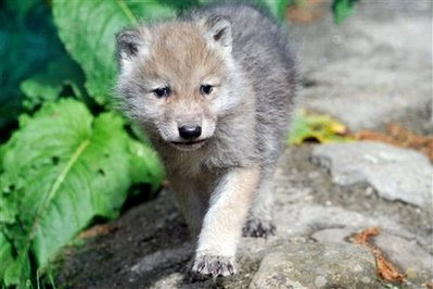 Animal: siberian wolf cub.
