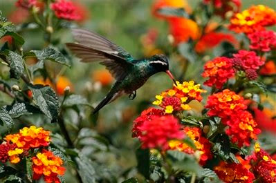 Animal: hummingbird.