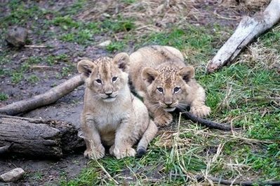 In this photo provided the Columbus Zoo and Aquarium female lion cub Adia, left, and male cub Kitambi, right, are shown Monday, Nov. 23, 2009 in Columbus, Ohio. The two cubs and a sister, all born Sept. 22, were allowed outdoors in view of zoo visitors for the first time on Tuesday, Nov. 24.
