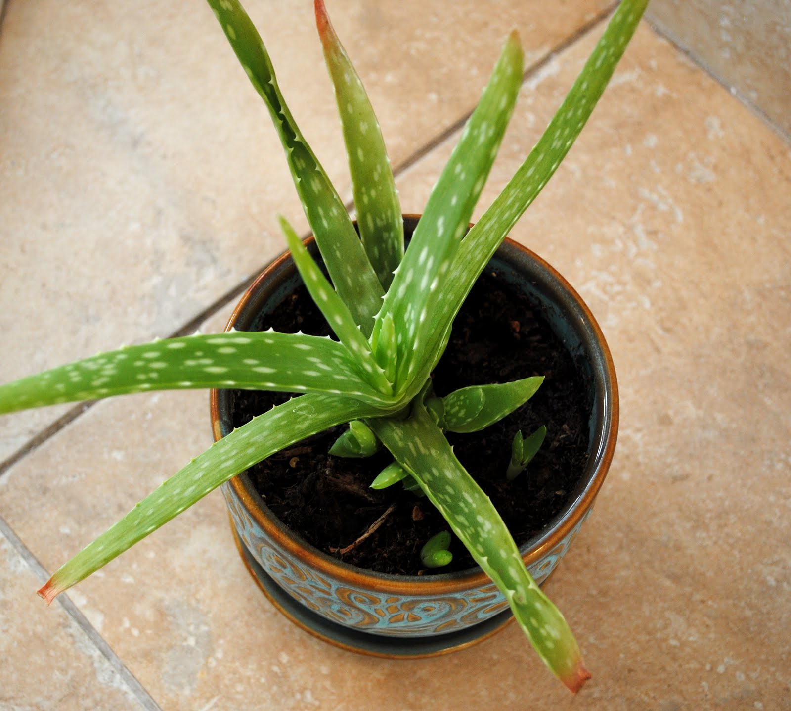 Aloe vera plant near me Idea
