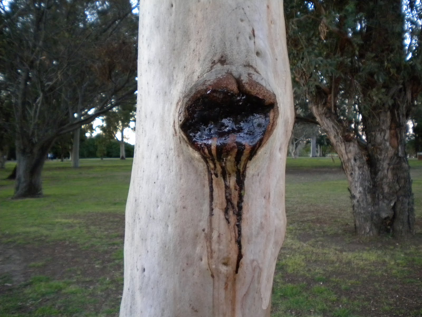 Groteskology The Bleeding Tree