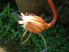 bakawali