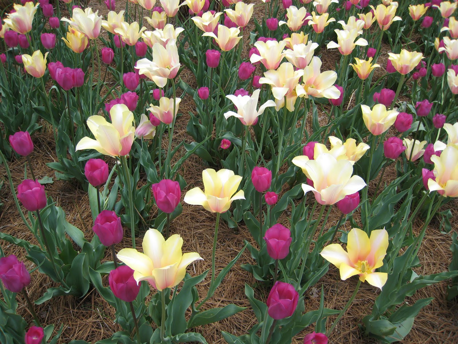 The Biltmore Estate