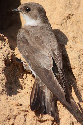 Resultado de imagen para Avión Zapador