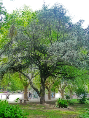 Árbol