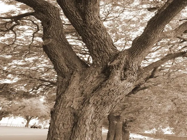 Tronco de árbol retorcido