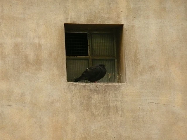 Paloma sentada en una peqwueña ventana