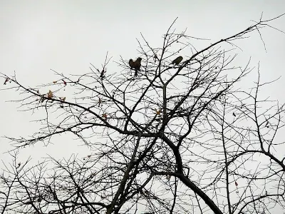 Gorriones trepados en ramas de árbos sin hojas.