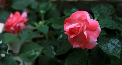 flor rosa